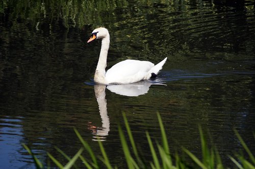 swan  animal  water