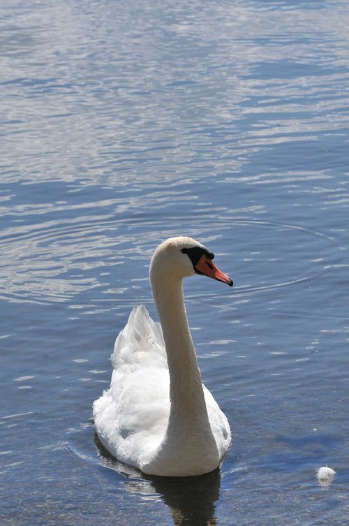 swan  water  nature