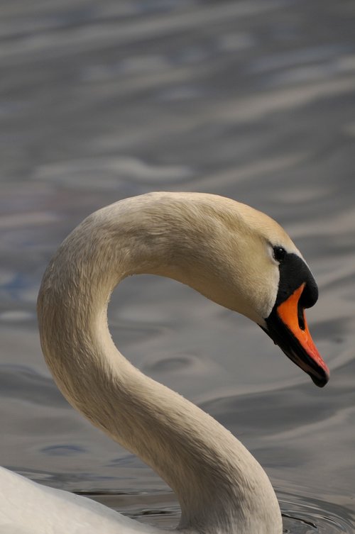 swan  profile  animal life