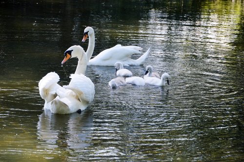 swan  cygnet  birds