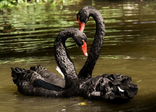 swan  black  pair