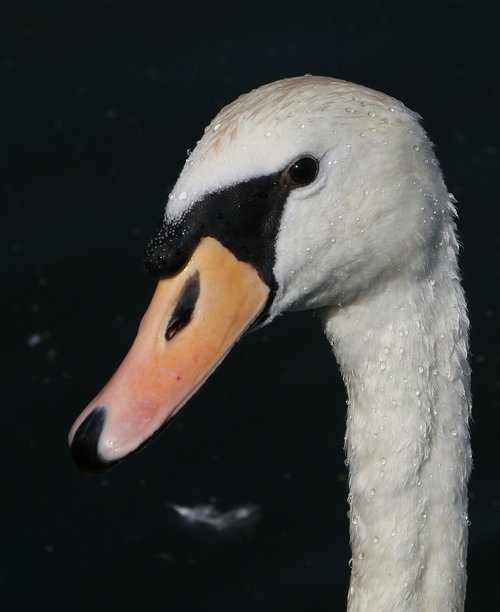 swan  portrait  summer
