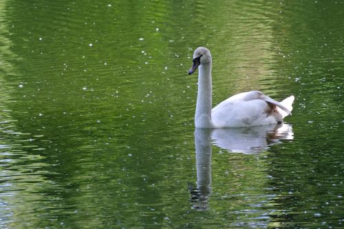 swan white animal