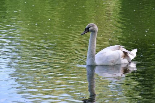 swan lake water