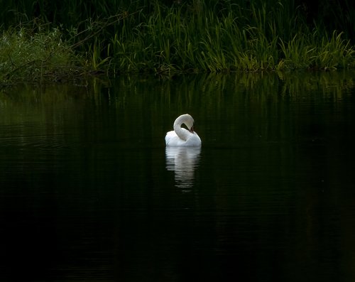 swan  still  water