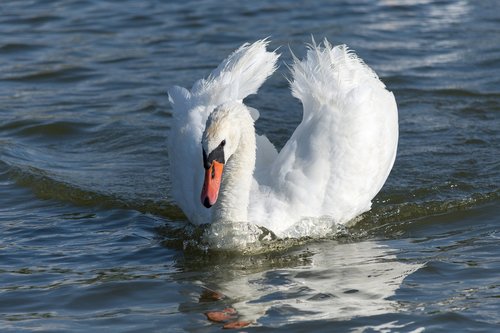 swan  bird  lake