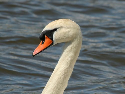 swan swans bird