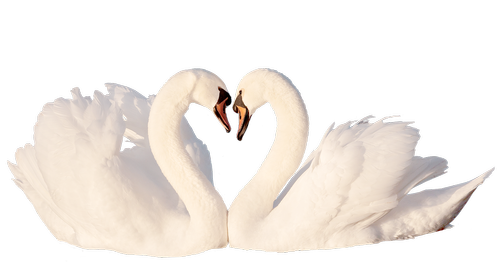 swan  love  bird