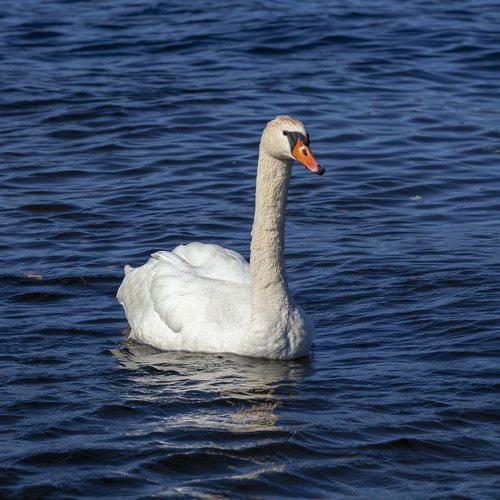 swan  bird  water