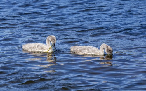 swan  swan family  cygnets