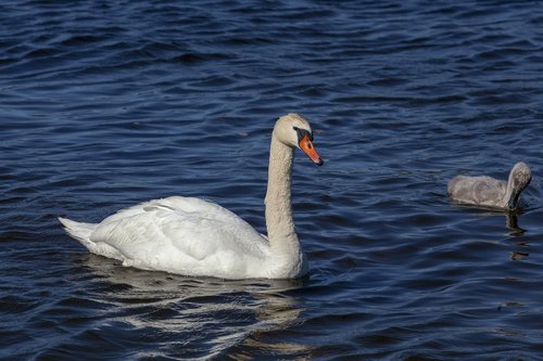 swan  swan family  cygnet