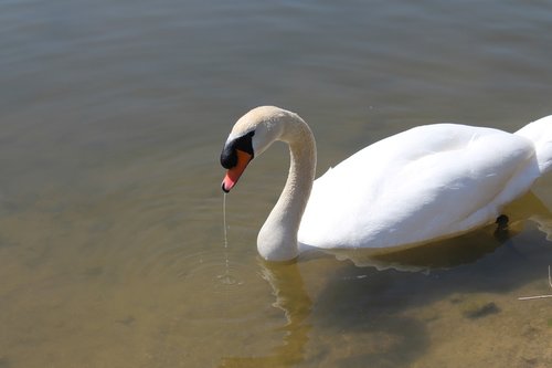 swan  bird  nature