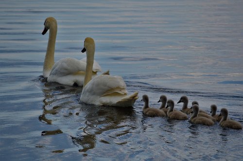 swan  family  water