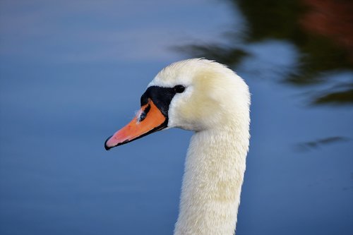swan  water bird  bill