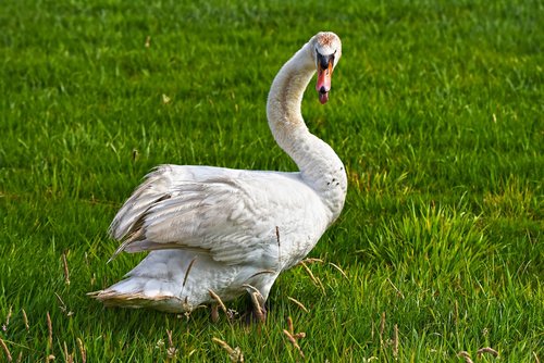 swan  bird  water bird