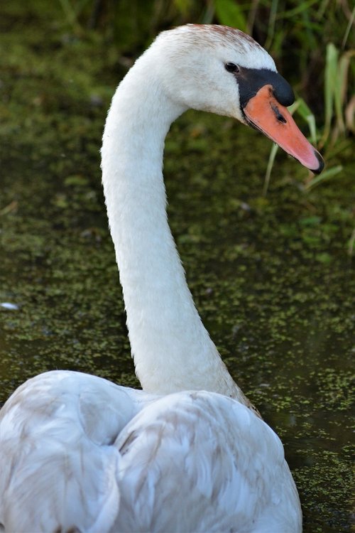 swan  swan head  water bird