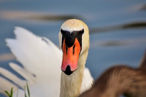 swan  water bird  bird