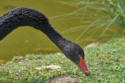 swan  black  water bird