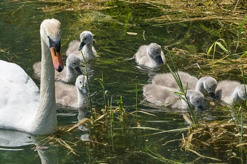 swan  family  watch