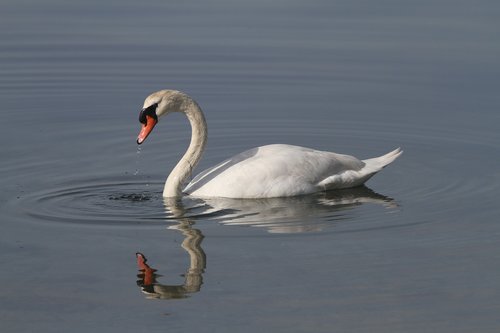 swan  pond  reflection