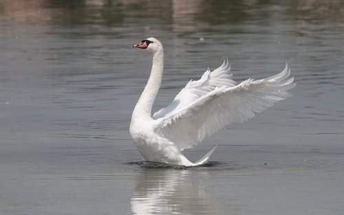 swan  pond  nature