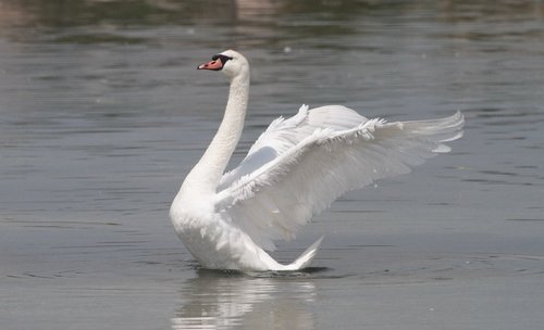 swan  wings  water
