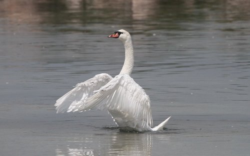 swan  water  white