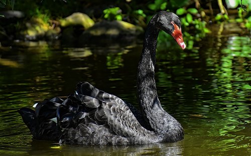 swan  black  water bird