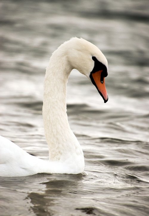swan  bird  swim
