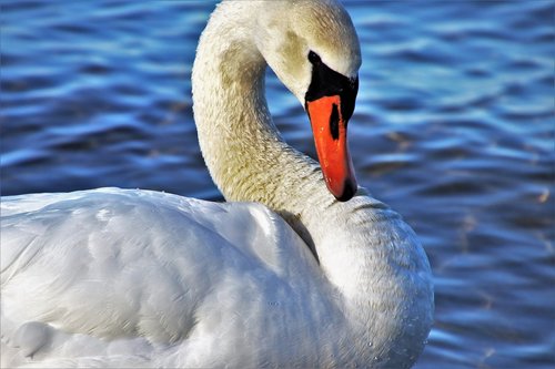swan  white  swim