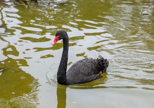 swan  black  nature