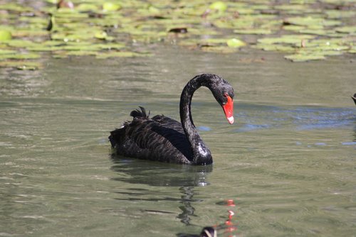 swan  bird  fauna