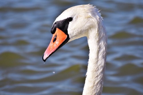 swan  lake  white