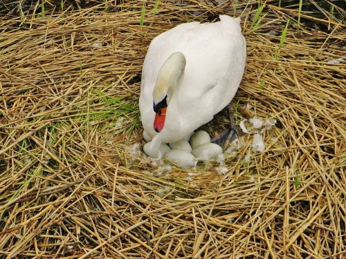 swan sweltering swan nest