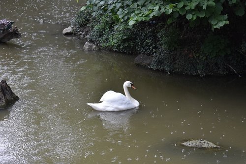 swan  white  lake