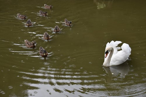 swan  white  duck