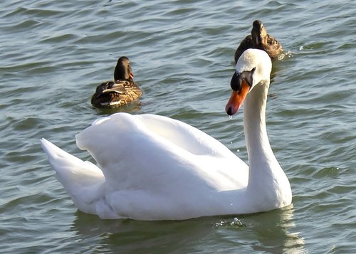 swan  water bird  bird