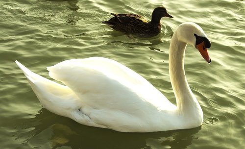 swan  bird  waters