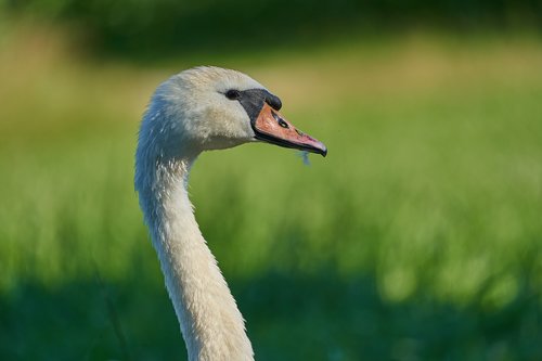 swan  pride  head