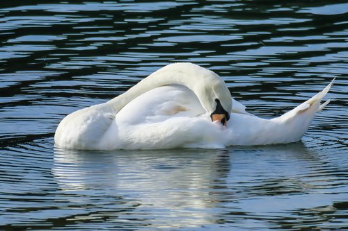 swan  clean  swim