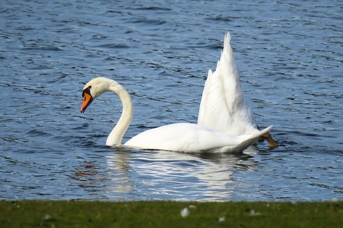 swan  beams  swim