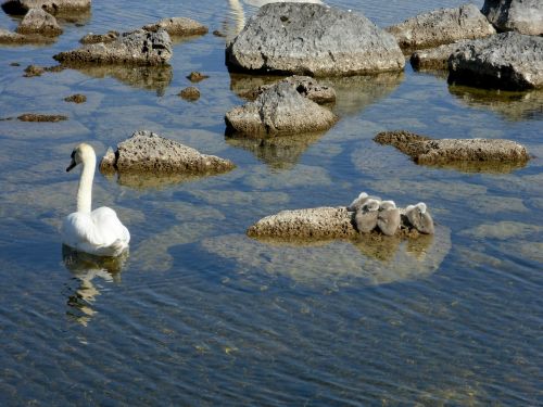 swan signet water