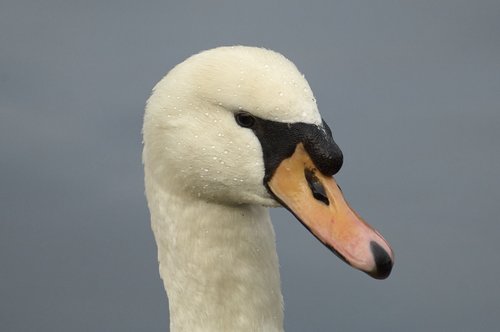 swan  animal portrait  bird