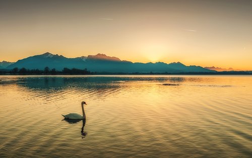 swan  mountains  nature