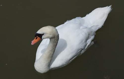 swan  water  animal