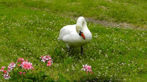 swan water bird white