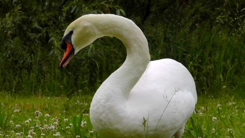 swan posing mute swan