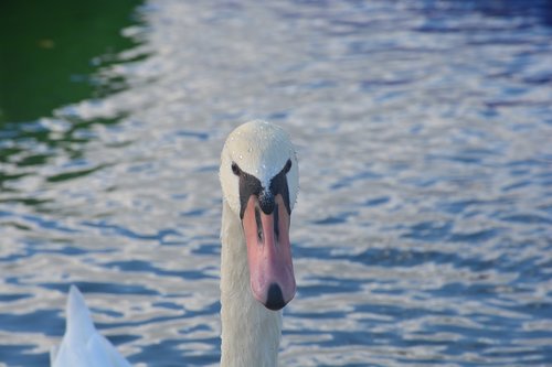 swan  animal  birds