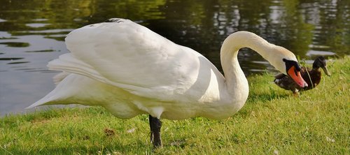 swan  water bird  bird