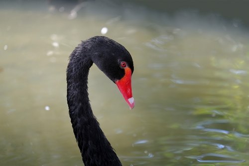 swan  black  black swan